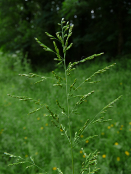 Panicule en forme de pyramide dotée de rameaux basilaires verticillés par 4 à 6. Agrandir dans une nouvelle fenêtre (ou onglet)